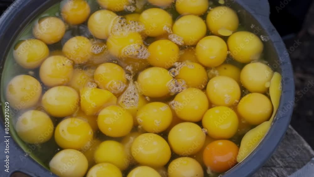 Cracked Eggs Ready for the Skillet, Outdoor Breakfast in the Forest Cracked Eggs Ready for the Skillet, Outdoor Breakfast in the Forest