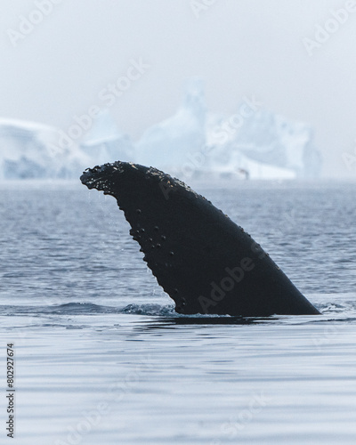Tail of the whale in the ocean of antarctica