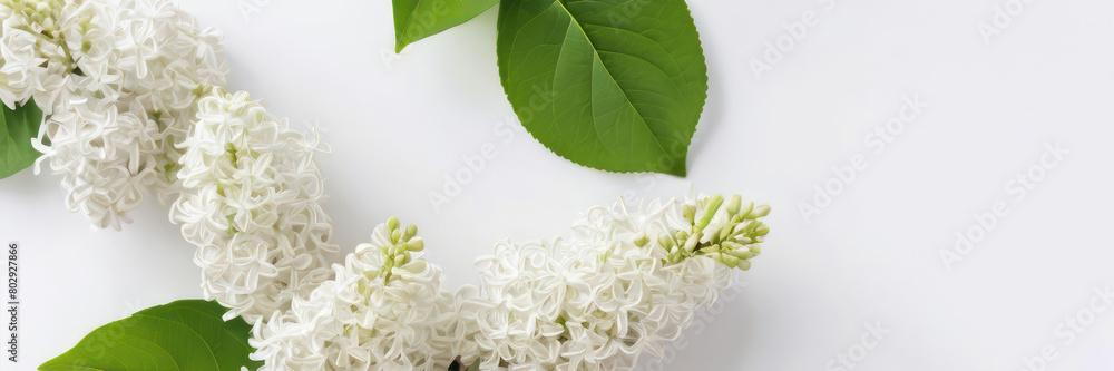 Spring lilac with white flowers. Close-up. A banner on a white background. Spring lilac with white flowers. Close-up. A banner on a white background.