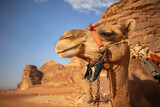 Close Up Headshot of Dromedary Camel in Wadi Rum in Jordan. Portrait of Camelus Dromedarius during Sunny Day in Middle East.