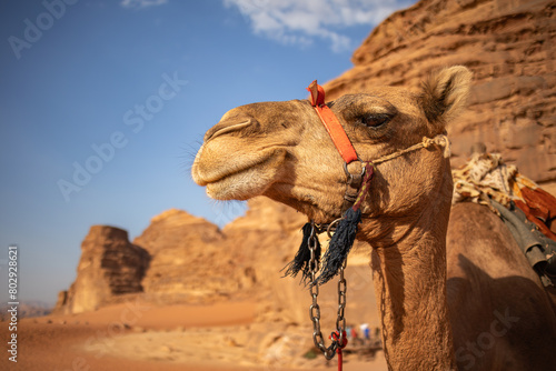 Close Up Headshot of Dromedary Camel in Wadi Rum in Jordan. Portrait of Camelus Dromedarius during Sunny Day in Middle East. photo