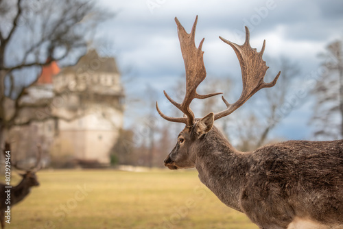 Fototapeta Naklejka Na Ścianę i Meble -  European Fallow Deer with Blatna Castle in Czech Republic. Portrait of Ruminant Mammal with Antlers during Cloudy Day in Europe.