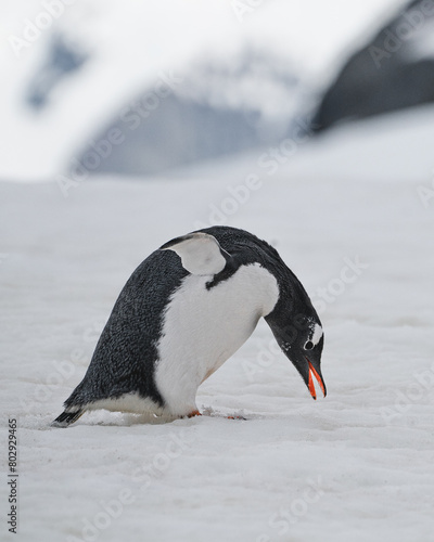 Antarctica penguin standing on the snow and ice and bending down