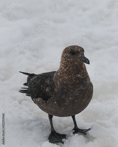Seagull standing on the ice in antarctica