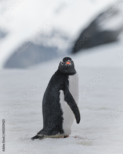 Antarctica penguin standing on the snow and ice