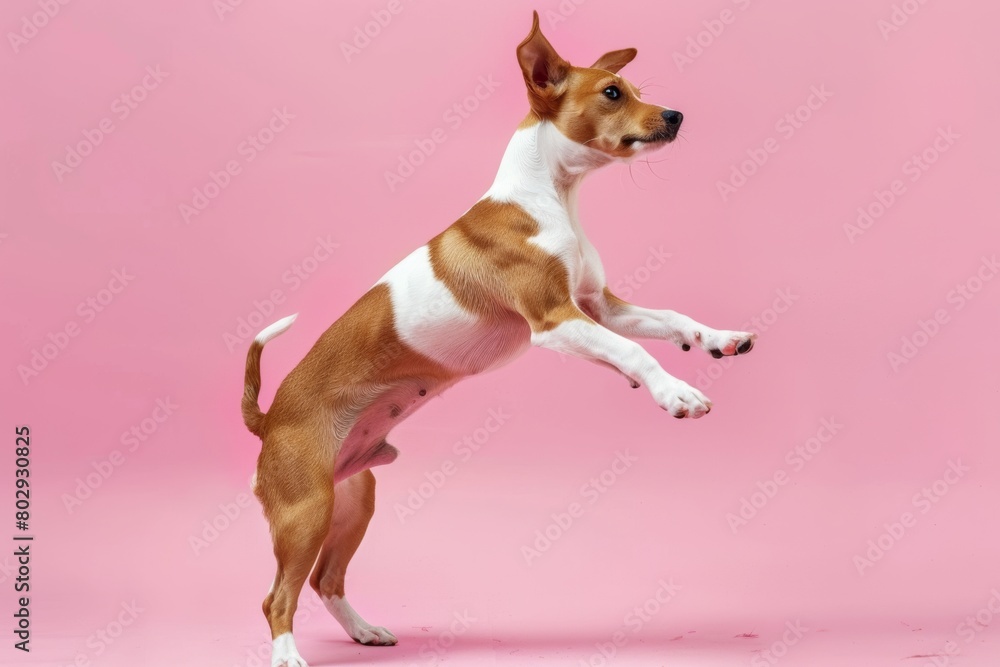 basenji purebred dog white and brown dancing on minimal pink background. Veterinary clinic, grooming salon, pet shop ad.
