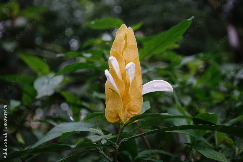 Obraz premium Pachystachys lutea.