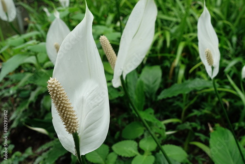 Spathiphyllum cochlearispathum. photo