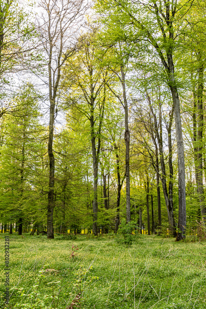 Laubwald im Frühling