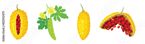Momordica Charantia or Bitter Melon as Tropical Edible Fruit Vector Set
