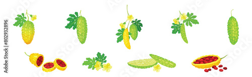 Momordica Charantia or Bitter Melon as Tropical Edible Fruit Vector Set