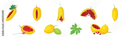 Momordica Charantia or Bitter Melon as Tropical Edible Fruit Vector Set