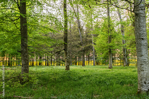Laubwald im Frühling