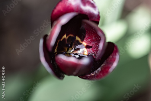 Fiori di primavera in un giardino di casa durante il mese di aprile.