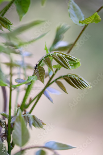 Wallpaper Mural Fiori di primavera in un giardino di casa durante il mese di aprile. Torontodigital.ca
