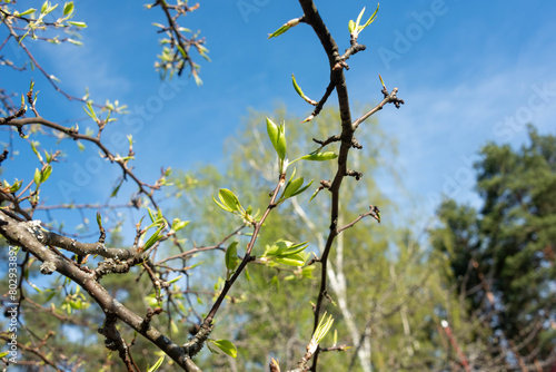 Apple tree branches with first leaves against a blue sky. © svdolgov