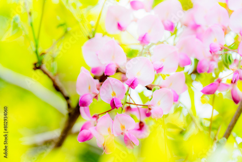 赤甲比丹藤 山藤 昭和紅藤 アケボノフジ ピンクの藤の花 photo