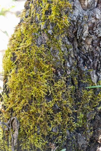 Moss on the bark of a tree in the woods on a sunny day. © svdolgov