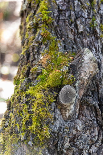 Tree trunk with knots and moss in the forest on a sunny day. © svdolgov
