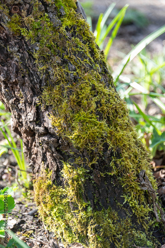 Close-up of a tree trunk covered with moss in the forest on a sunny day. © svdolgov