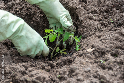 Hands planting tomato seedlings in the greenhouse. © svdolgov