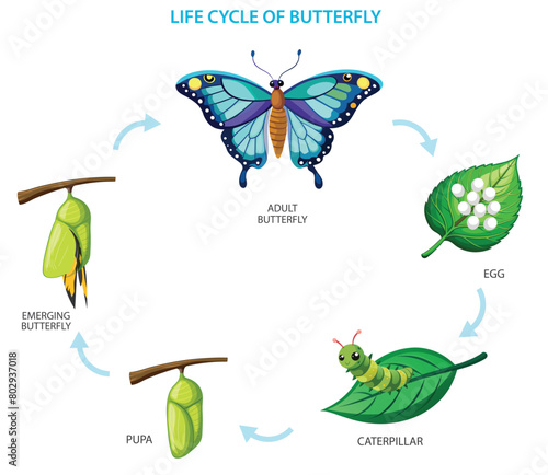 The metamorphosis of the butterfly,  egg, caterpillar, pupa, butterfly. From egg to caterpillar, chrysalis, to butterfly. Life cycle of butterfly Vector illustration