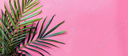 Copy space available on a bright pink background with a tropical palm tree leaf.