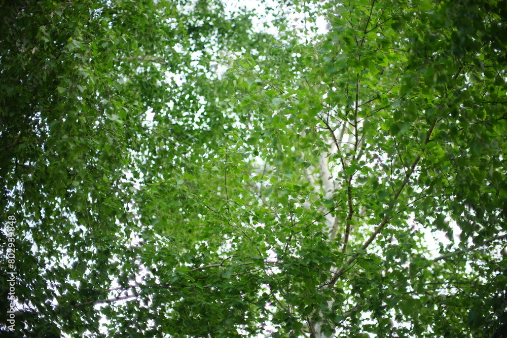 birch tree with green leaves in sky background. birch tree with green leaves in sky background.