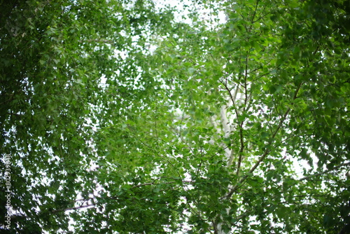 birch tree with green leaves in sky background.
