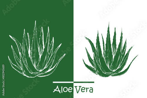 Hand sketch drawing of aloe vera plant. Stroke and color patch version. Vector illustration