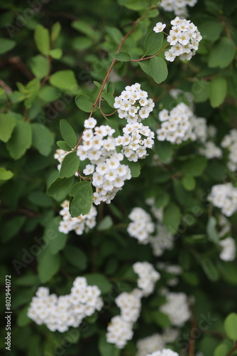 white flowers of a cherry