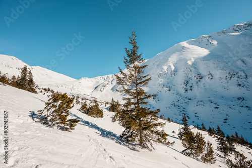Alpine mountains landscape with white snow and blue sky. Frosty trees under warm sunlight. Wonderful wintry landscape High Tatras, slovakia