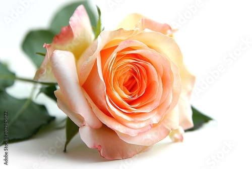 Rose photo on white isolated background