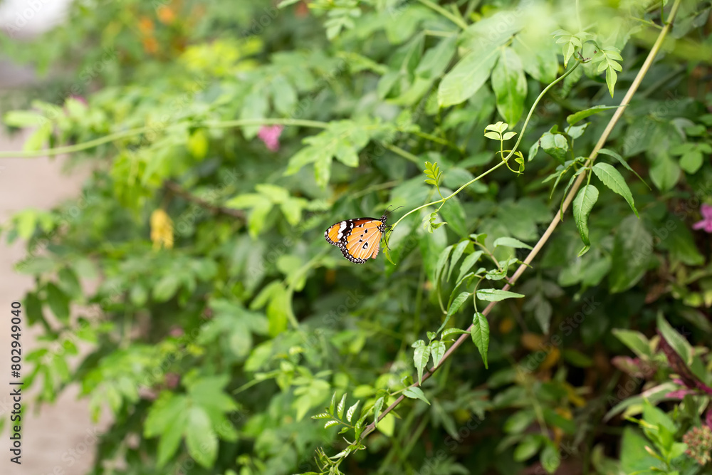 the monarch butterfly is in a reserve in Israel, butterfly care, nature conservation the monarch butterfly is in a reserve in Israel, butterfly care, nature conservation