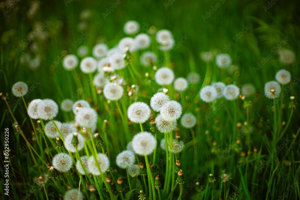 Fluffy dandelion flowers grow in green grass Fluffy dandelion flowers grow in green grass