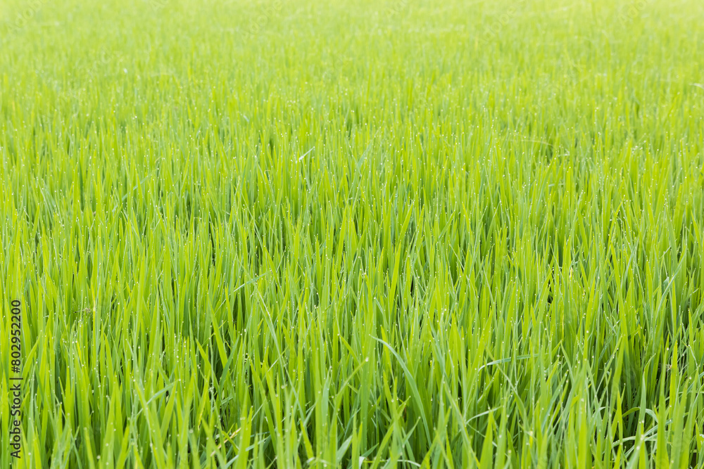 Close up the rice farm in Bangkok Thailand Close up the rice farm in Bangkok Thailand