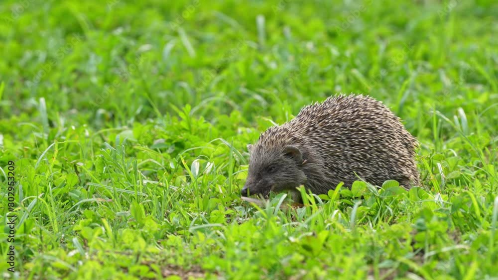 Southern white-breasted hedgehog eating a grasshopper Southern white-breasted hedgehog eating a grasshopper