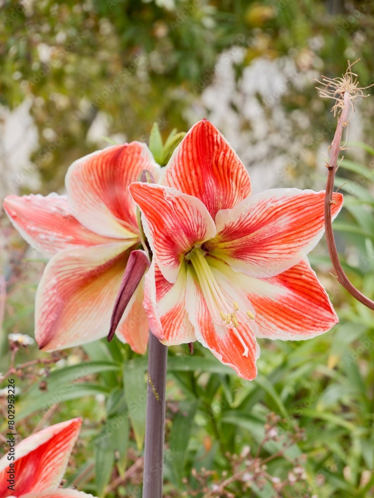 Fototapeta premium Flowers of cultivar of the Hardy Amaryllis or St. Joseph's Lily (Hippeastrum vittatum, syn. Amaryllis vittata), distributed from southern Brazil to Argentina. Spain
