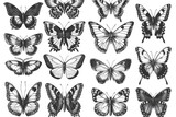 A bunch of black and white butterflies. Suitable for nature themes