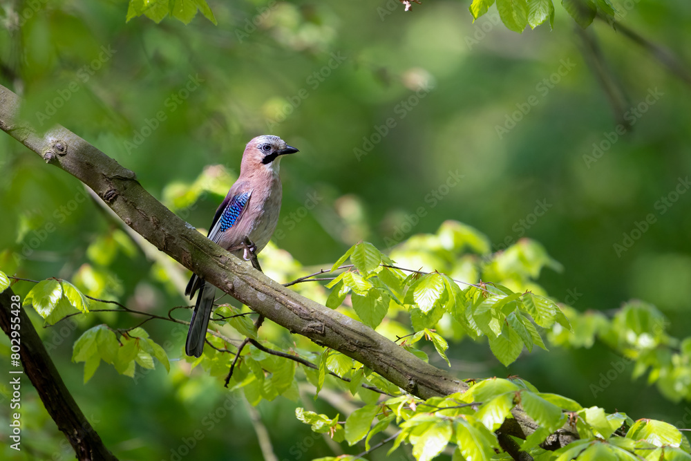 The Eurasian jay in a sunny forest, Garrulus glandarius The Eurasian jay in a sunny forest, Garrulus glandarius