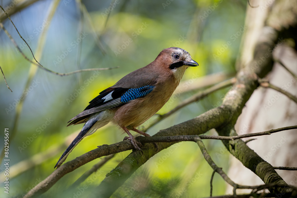 The Eurasian jay in a sunny forest, Garrulus glandarius The Eurasian jay in a sunny forest, Garrulus glandarius