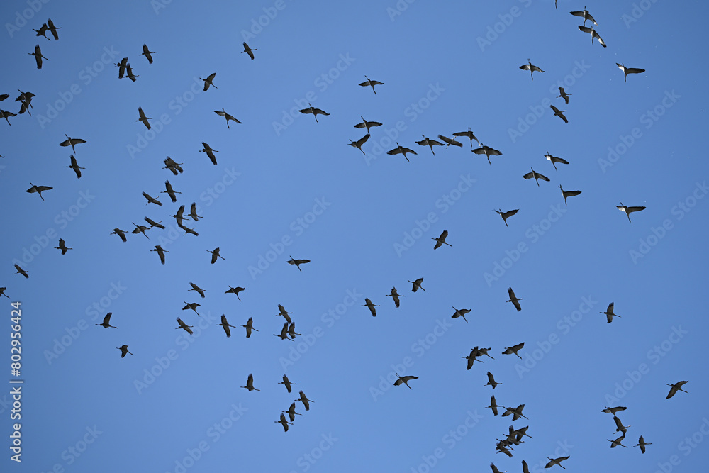 migrating geese finding their way in the sky migrating geese finding their way in the sky