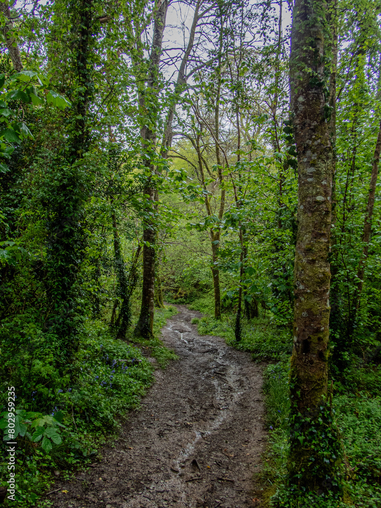 Water runningdown trail in Cornish Woodland. Water runningdown trail in Cornish Woodland.