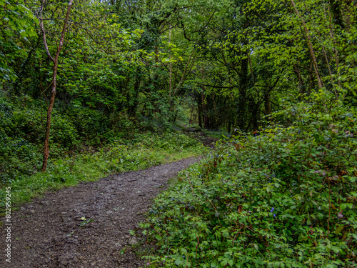 Hidden Path in a Cornish Woodland