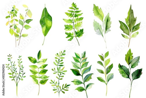 Fresh green leaves on a clean white background  suitable for various design projects