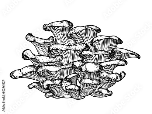 Vector illustration of oyster mushrooms in engraving style photo