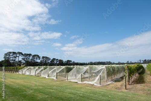 Grapes sweet and ripe for harvest, under protective netting in Australia