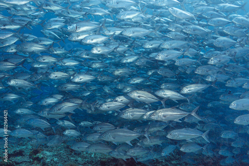 A massive school of jackfish swimming in the ocean photo