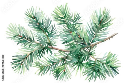 Detailed watercolor painting of a pine tree branch  suitable for nature lovers and home decor