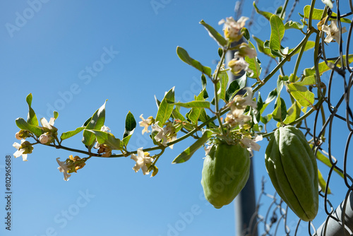 Araujia sericifera or moth plant grows through a mesh fence. It is now considered a noxious weed